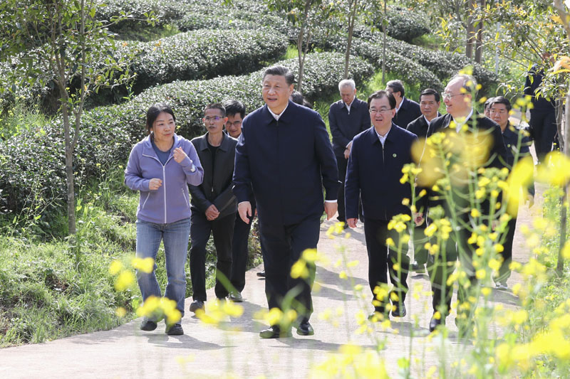 3月22日至25日，中共中央總書記、國家主席、中央軍委主席習近平在福建考察。這是22日下午，習近平在南平武夷山市星村鎮燕子窠生態茶園，察看春茶長勢，了解當地茶產業發展情況。新華社記者 鞠鵬 攝