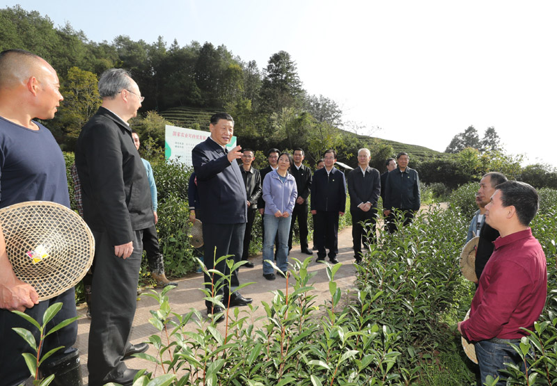 3月22日至25日，中共中央總書記、國家主席、中央軍委主席習近平在福建考察。這是22日下午，習近平在南平武夷山市星村鎮燕子窠生態茶園，同科技特派員、茶農親切交流，了解當地茶產業發展情況。新華社記者 鞠鵬 攝